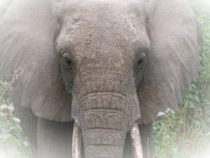 elephant trophy ban reversed